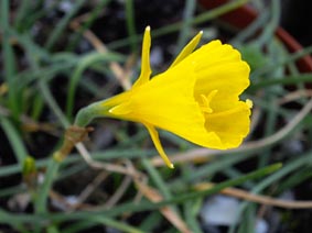 Narcissus bulbocodium var conspicuous